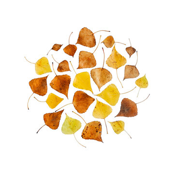 Autumn Leaves Circular Flat Lay Pattern on Transparent Background