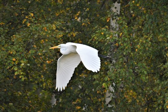 snowy egret in flight