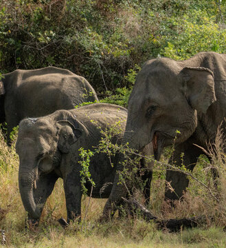 Sri Lankan Elephant Herd Moving Through Dry Zone Grassland in Sri Lanka