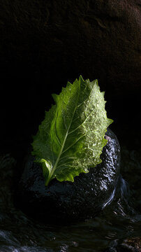 Green mustard leaf on wet river pebble with water droplets, illuminated against dark flowing water