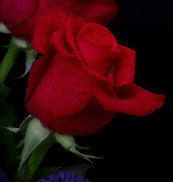 Red rose and stem in a bouquet against a black background. 