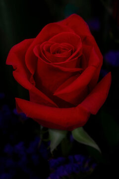red rose in a bouquet