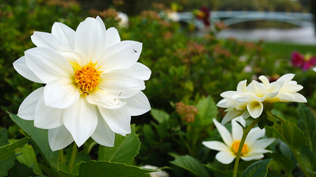 A large, elegant white dahlia, blooming in autumn against a backdrop of green leaves and buds. An autumn park filled with flowers.