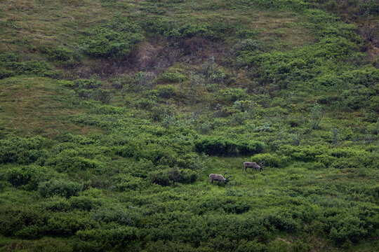 Caribou in Denali National Park