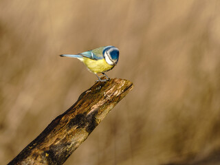 Sikora modraszka (Cyanistes caeruleus) pozująca na ściętym pniu drzewa na ciepłym tle. © Henryk Niestrój