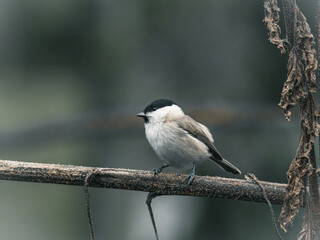 Sikora uboga (Poecile palustris) przysiadła na suchym konarze w naturalnym środowisku leśnym. © Henryk Niestrój