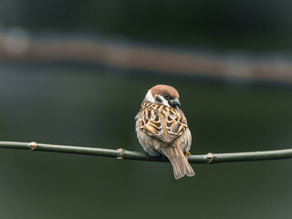 Mazurek (Passer montanus) siedzący na cienkiej gałązce w naturalnym otoczeniu. Mały ptak polski. © Henryk Niestrój