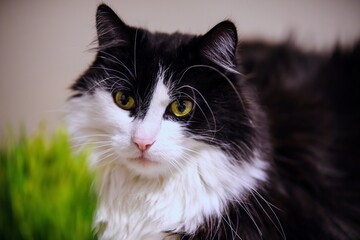 Puszysty czarno-biały kot domowy (Felis catus) z zielonymi oczami w sąsiedztwie zielonej trawy dla kotów. Portret pupila. © Henryk Niestrój