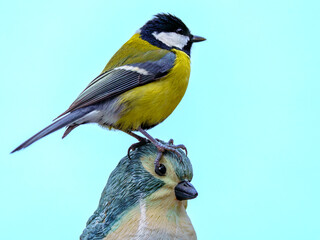 Sikora bogatka (Parus major) siedząca na figurce ozdobnej ptaka. Kolorowy ptak ogrodowy na jasnym, niebieskim tle. © Henryk Niestrój