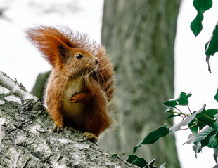 Wiewiórka pospolita (Sciurus vulgaris) na konarze pnia drzewa. Rudowłose zwierzę leśne w obiektywie. © Henryk Niestrój