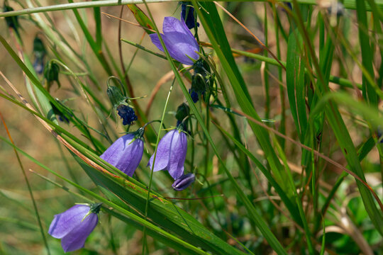 harebell campanula purple flowers blooming green grass wild meadow closeup bell shaped petals natural macro concept of nature, botany, ecology