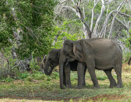 Sri Lankan Elephant Pair Browsing in Dry Zone Woodland Sri Lanka