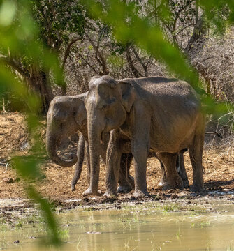Sri Lankan Elephant Pair Drinking at a Forest Waterhole in Dry Zone Sri Lanka