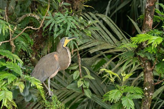 &laquo;Garza tigre cuellinuda (Tigrisoma mexicanum) en la selva tropical de Costa Rica&raquo;