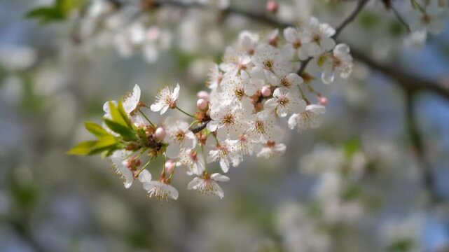 Cherry blossom branch moving in a breeze
