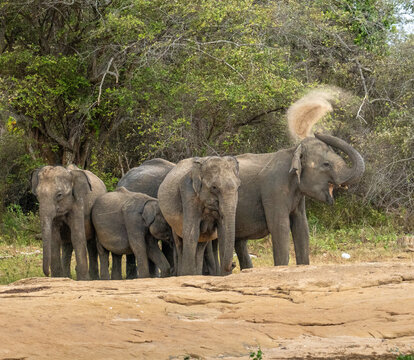 Sri Lankan Elephants Dust Bathing at Forest Edge in Dry Zone Sri Lanka