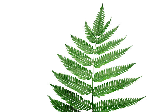 Fresh green fern isolated on a clean white background, showcasing its delicate fronds, natural texture, and intricate botanical structure.