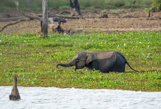 Sri Lankan Elephant Wading Through Wetland Vegetation in Sri Lanka