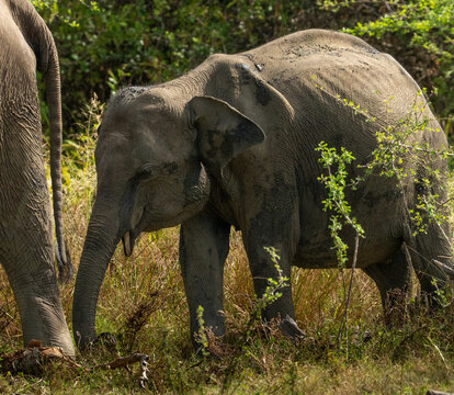 Sri Lankan Elephant Walking Through Dry Zone Grassland in Sri Lanka