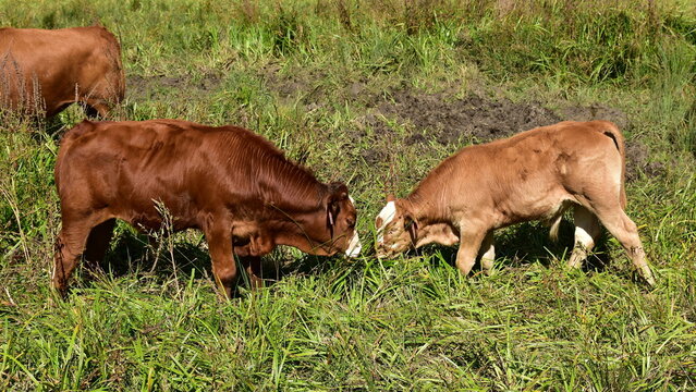 czech piebald cattle,here cow with its calf,Czech republic