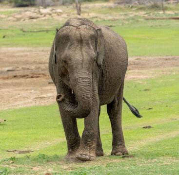 Sri Lankan Elephant Walking Through Grassland in Sri Lanka