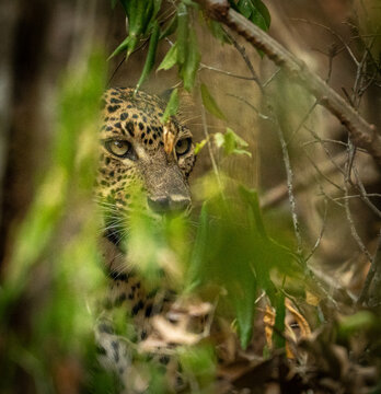 Sri Lankan Leopard Peering Through Forest Understory in Yala National Park