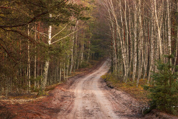 Obraz premium Winding forest road with birch and pine trees, Kashubia, Poland