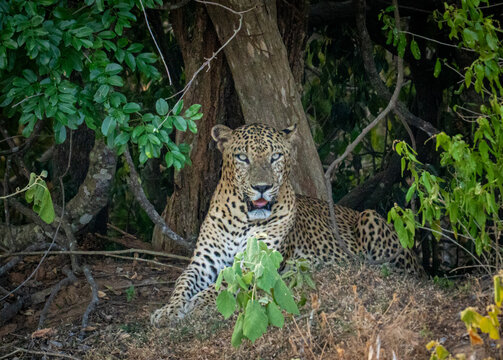 Sri Lankan Leopard Resting in Dense Forest Shade Sri Lanka
