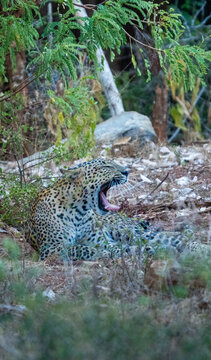Sri Lankan Leopard Resting and Yawning in Dry Zone Forest Sri Lanka