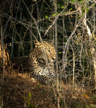 Sri Lankan Leopard Resting in Dense Forest Shade Sri Lanka
