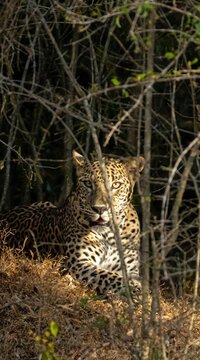Sri Lankan Leopard Resting in Dense Thorn Scrub at Yala National Park
