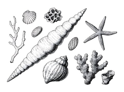 Black and white illustration of ocean sea creatures and shells