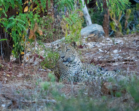 Sri Lankan Leopard Resting in Dry Zone Scrub at Yala National Park