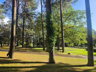 Obraz premium Tall Pine Trees with Ivy-Covered Trunk in Sunlit Public Park 