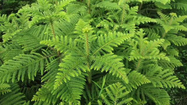Araucaria heterophylla. Norfolk Island Pine branches with green evergreen foliage and textured fern like leaves in natural light.