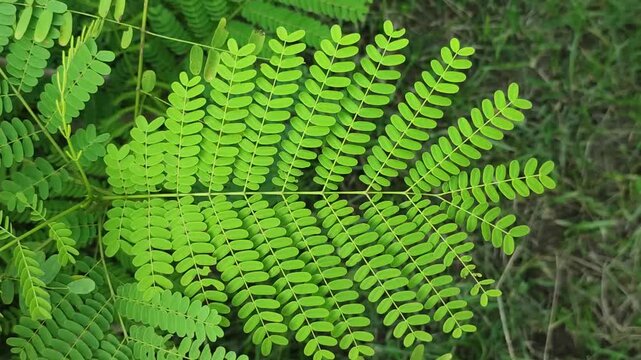 Caesalpinia pulcherrima. Peacock Flower plant with bright green fern like leaves showing delicate symmetrical leaflets and natural texture.
