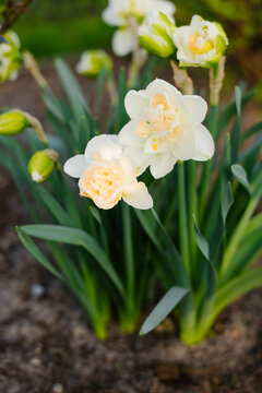 Group of Narcissus Manly Blossoms Growing Outdoors