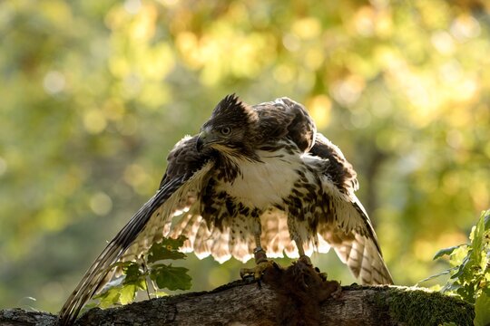 Red-tailed hawk (Buteo jamaicensis)