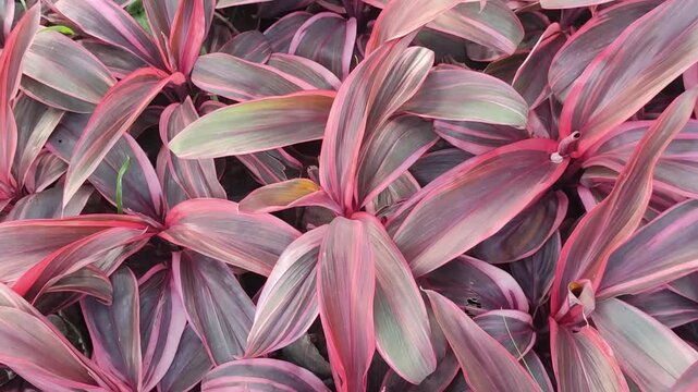 Cordyline fruticosa. Ti plant with lush tropical leaves and colorful foliage captured in a smooth panning shot.