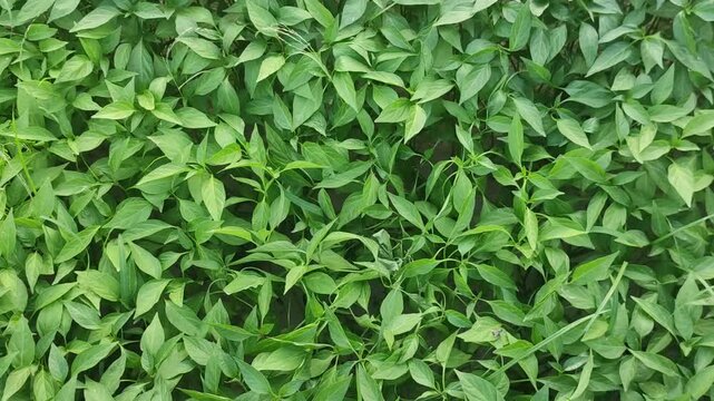 Dense vibrant green tropical leaves and wild foliage forming a natural plant wall background with rich layered texture.