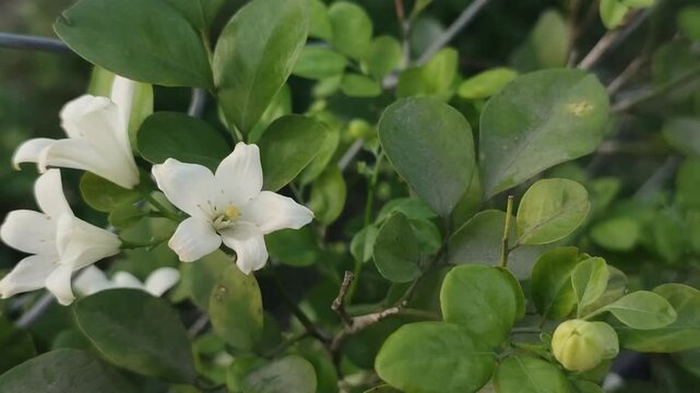 Murraya paniculata. Orange jasmine flower with delicate white blossoms and glossy green leaves in a tropical garden.