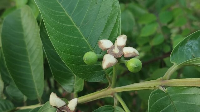 Psidium guajava. Guava with unripe guava fruit and leaves on a branch in a green garden.