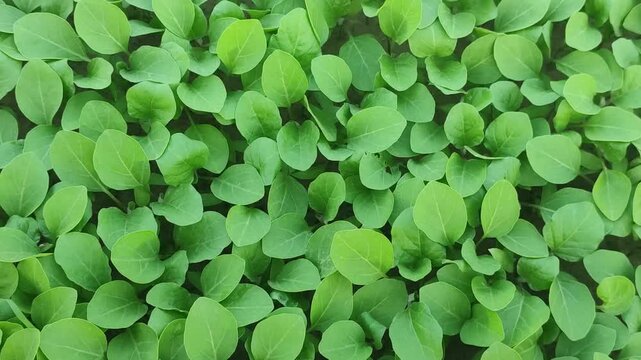 Solanum melongena. Eggplant plant with green leaves growing in a garden captured in a panning shot.