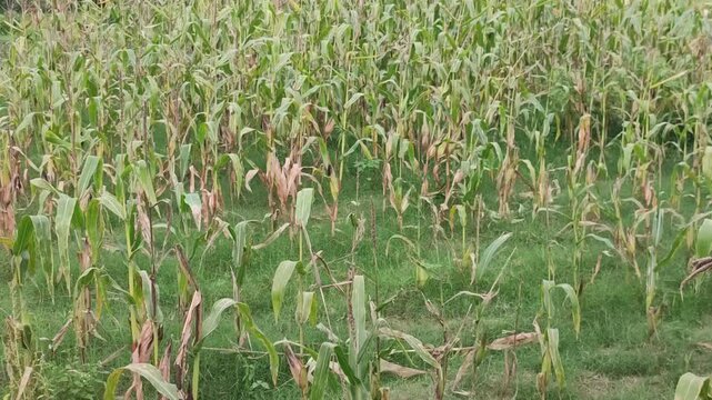 Zea mays. Corn plant with green leaves and tall stalks growing in an agricultural field.
