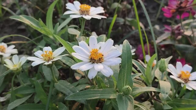 Zinnia angustifolia. Narrowleaf zinnia flower with bright blooming petals in a sunny garden.