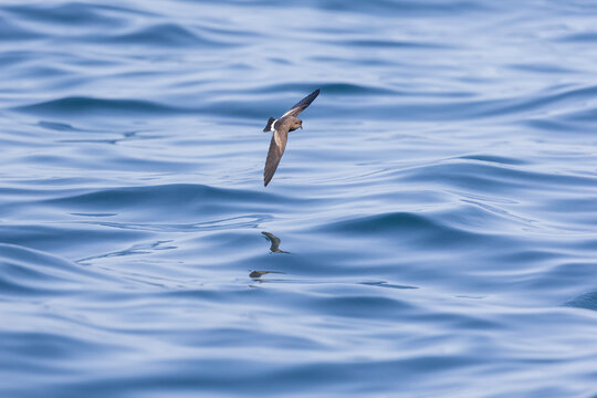 Wilson's storm petrel (Oceanites oceanicus) in flight at sea.