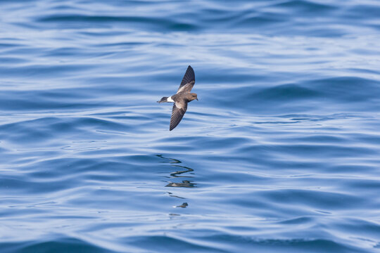Wilson's storm petrel (Oceanites oceanicus) in flight at sea.