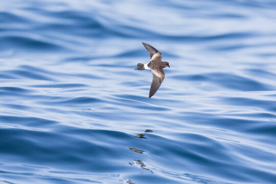 Wilson's storm petrel (Oceanites oceanicus) in flight at sea.