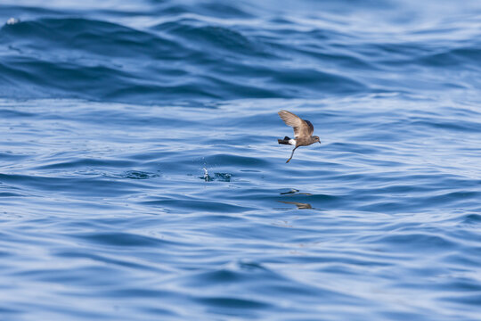 Wilson's storm petrel (Oceanites oceanicus) in flight at sea.