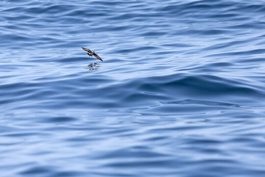 Wilson's storm petrel (Oceanites oceanicus) in flight at sea.